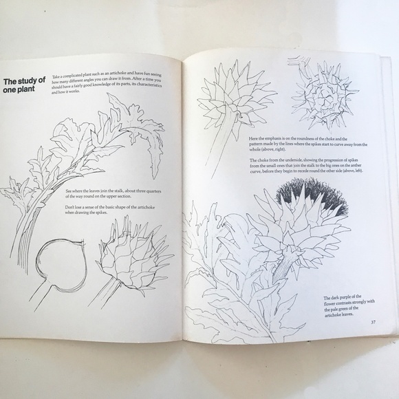 Draw Flowers and Plants by Mary Seymour - Picture 8 of 10